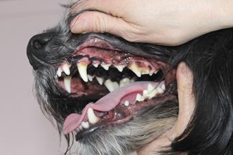Soins des dents, vétérinaire Thonon-les-Bains